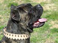 Leather 2 rows spiked dog collar for Cane Corso